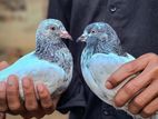 Pigeons