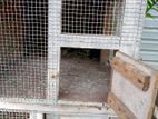 Pigeon Cage