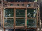 Wooden Pigeon Cage