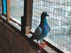 Pegions