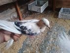 Pigeon