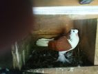Pigeon