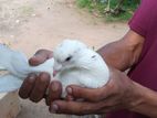 Pigeon