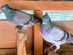Pigeons