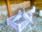 Pigeons