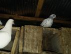 Pigeons