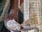 Pigeon