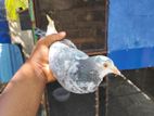 Pigeon