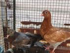 Pigeon