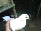 Pigeon