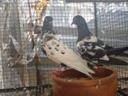 Pigeon