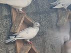 Pigeons