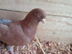 Pigeons
