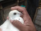 Pigeons