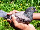 Pigeons
