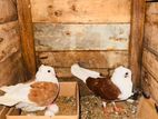 Pigeon