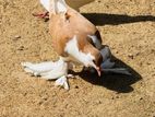 Pigeons