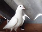 Pigeon