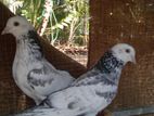 Pigeons