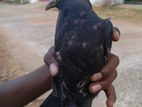 Pigeon