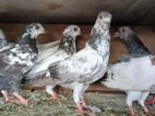pegions