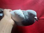 Pigeon