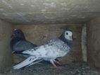 Pigeons