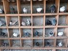Pigeons