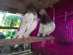 Pigeons