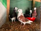 Pigeons