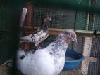 Pigeon