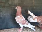 Pigeon