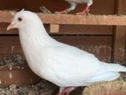 Pigeons
