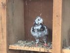 Pigeon