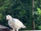 Pigeon