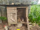 Pekin Bantam (Cochin Bantam)