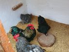 Pekin Cochin Bantam