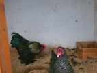 Pekin Cochin Bantam