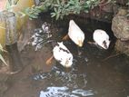 Pekin Ducks