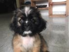 Pekingese Dog