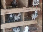 Pigeons