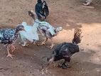 Bantam Koli