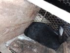 பெண் முயல்