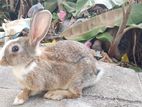 Rabbits