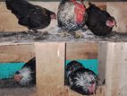 Pentum Cocks with Hens