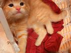 Peo Breed Persian Kittens