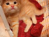 Peo Breed Persian Kittens