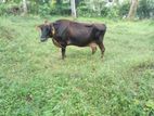 Jersey Cow