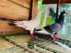 Pigeon