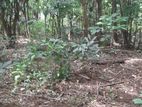Pepper Land for Sale- Nikapotha
